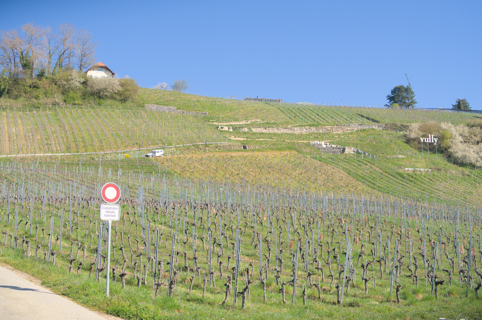 'C�t� Vully, Lac de Morat'